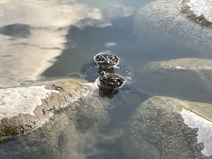 生き物の生きざまを身近に感じられる場所、清澄庭園。-東京都　江東区