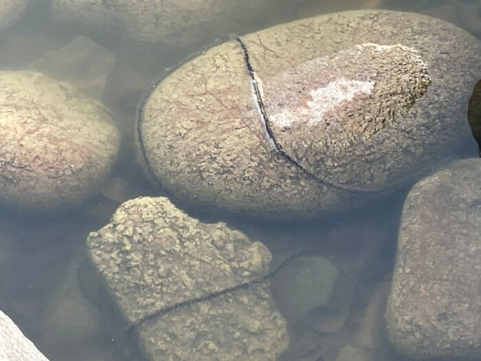 生き物の生きざまを身近に感じられる場所、清澄庭園。-東京都　江東区