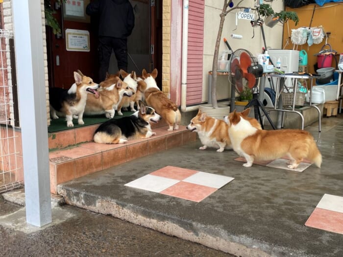 コーギー好きにはたまらない！長崎にある癒しカフェ「Dog Hill」 -長崎県