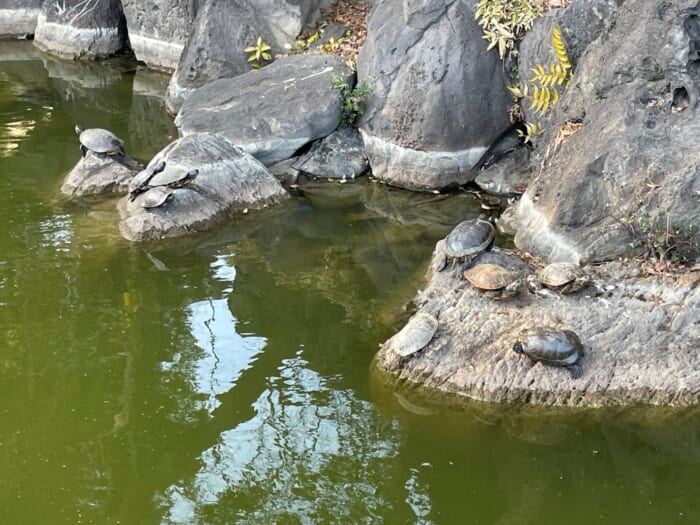 生き物の生きざまを身近に感じられる場所、清澄庭園。-東京都　江東区