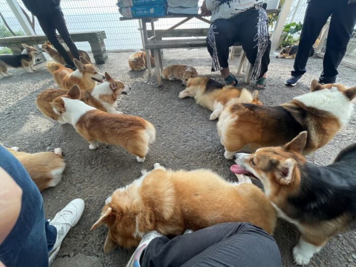コーギー好きにはたまらない！長崎にある癒しカフェ「Dog Hill」 -長崎県