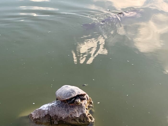 生き物の生きざまを身近に感じられる場所、清澄庭園。-東京都　江東区