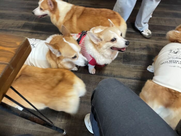 コーギー好きにはたまらない！長崎にある癒しカフェ「Dog Hill」 -長崎県