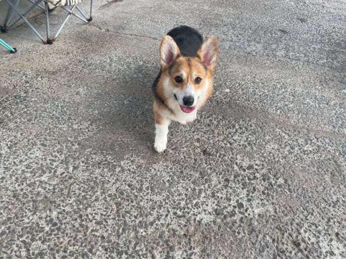 コーギー好きにはたまらない！長崎にある癒しカフェ「Dog Hill」 -長崎県