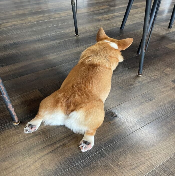 コーギー好きにはたまらない！長崎にある癒しカフェ「Dog Hill」 -長崎県