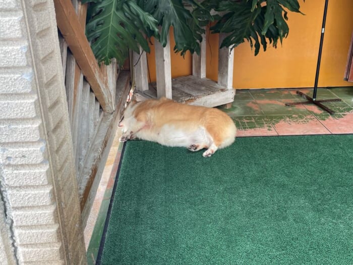コーギー好きにはたまらない！長崎にある癒しカフェ「Dog Hill」 -長崎県