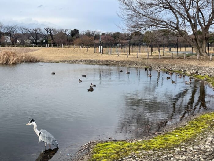近くで飛行機が見られる！ わくわく止まらない調布飛行場にあるカフェ「プロペラカフェ」-東京都　調布市