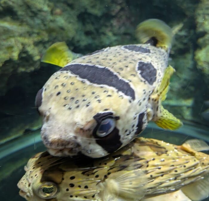 ふぐの展示は世界一！ 雨の日でも楽しめるリニューアルした市立しものせき水族館「海響館」