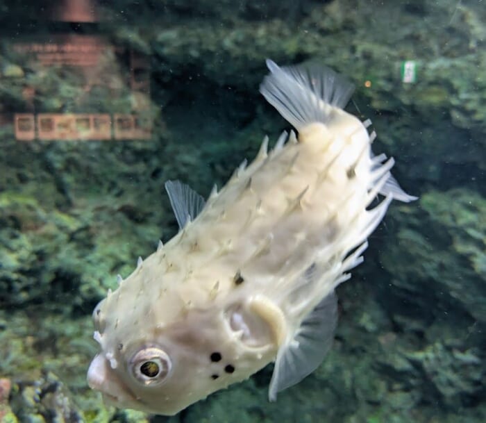 ふぐの展示は世界一！ 雨の日でも楽しめるリニューアルした市立しものせき水族館「海響館」