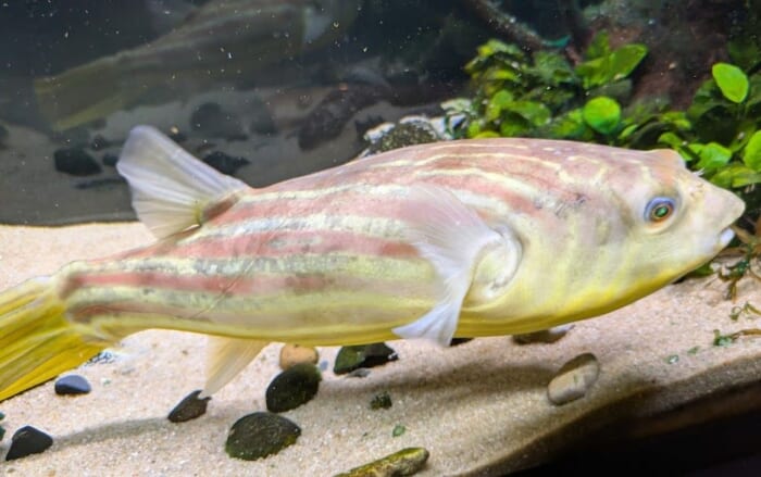ふぐの展示は世界一！ 雨の日でも楽しめるリニューアルした市立しものせき水族館「海響館」