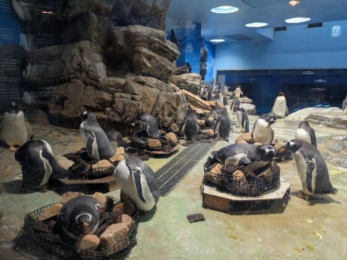 ふぐの展示は世界一！ 雨の日でも楽しめるリニューアルした市立しものせき水族館「海響館」