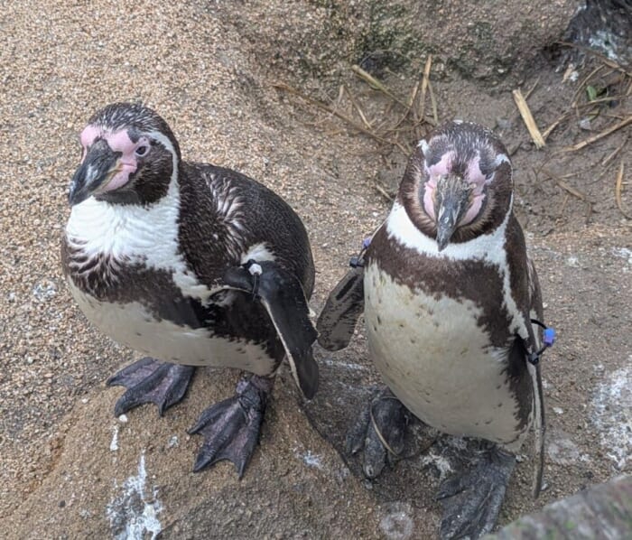 ふぐの展示は世界一！ 雨の日でも楽しめるリニューアルした市立しものせき水族館「海響館」