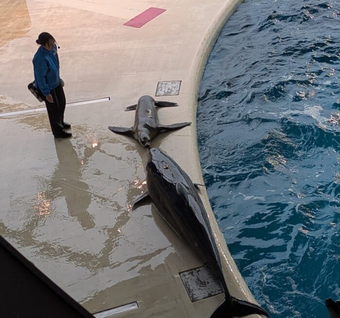 ふぐの展示は世界一！ 雨の日でも楽しめるリニューアルした市立しものせき水族館「海響館」