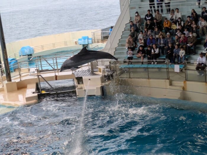 ふぐの展示は世界一！ 雨の日でも楽しめるリニューアルした市立しものせき水族館「海響館」