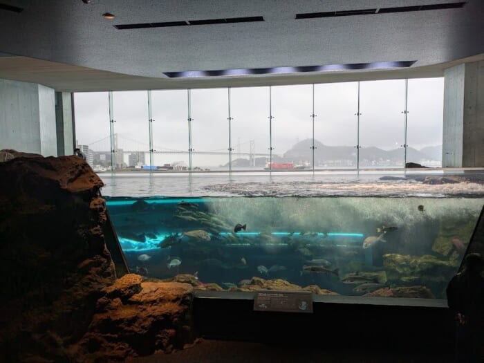 ふぐの展示は世界一！ 雨の日でも楽しめるリニューアルした市立しものせき水族館「海響館」
