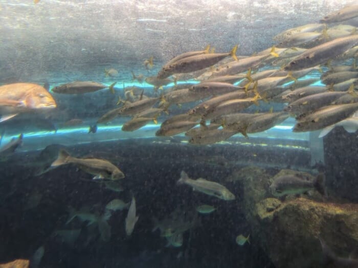 ふぐの展示は世界一！ 雨の日でも楽しめるリニューアルした市立しものせき水族館「海響館」