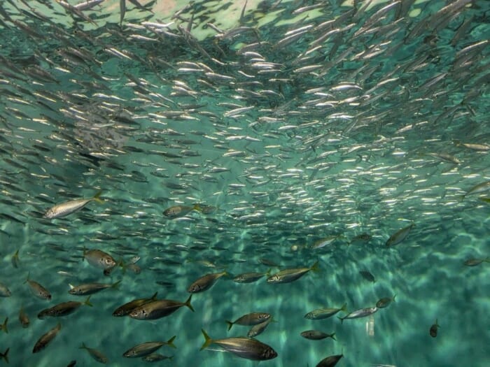 ふぐの展示は世界一！ 雨の日でも楽しめるリニューアルした市立しものせき水族館「海響館」