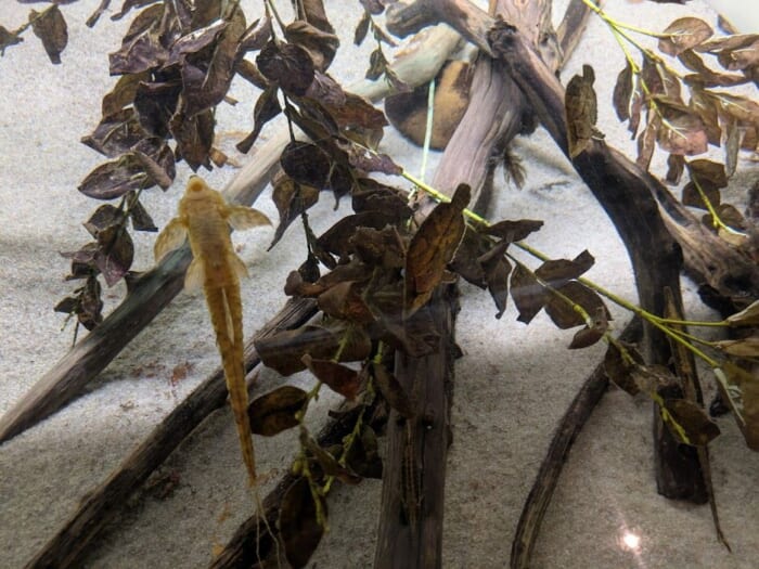 ふぐの展示は世界一！ 雨の日でも楽しめるリニューアルした市立しものせき水族館「海響館」