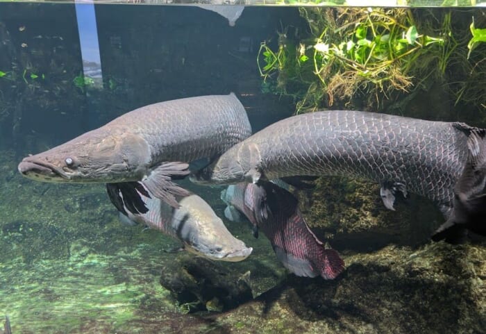 ふぐの展示は世界一！ 雨の日でも楽しめるリニューアルした市立しものせき水族館「海響館」
