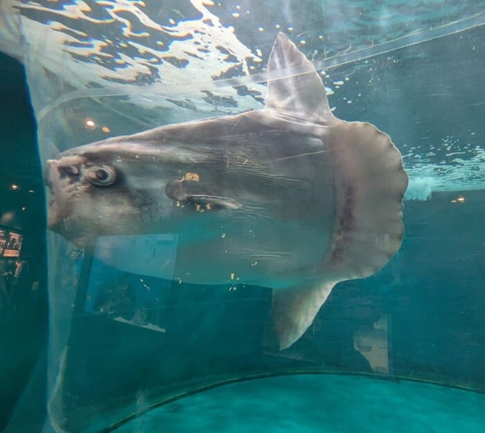 ふぐの展示は世界一！ 雨の日でも楽しめるリニューアルした市立しものせき水族館「海響館」