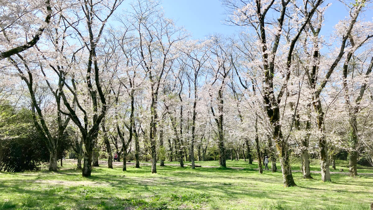 江戸時代にタイムスリップ! 悠久の歴史を感じる佐倉城下町さんぽ