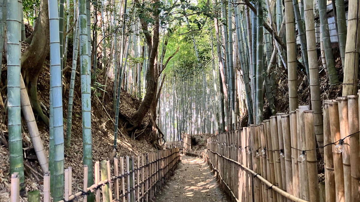 江戸時代にタイムスリップ! 悠久の歴史を感じる佐倉城下町さんぽ