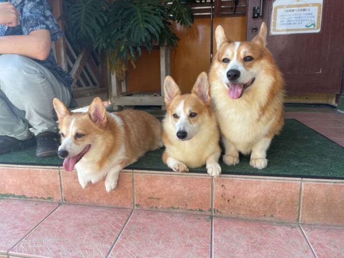 コーギー好きにはたまらない！長崎にある癒しカフェ「Dog Hill」 -長崎県