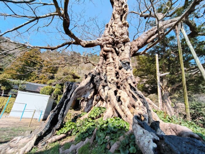神々が集う出雲―本格派のためのパワースポット巡礼ルート