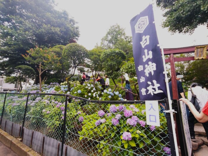 白山神社―都内にひっそり鎮座するご縁をつなぐ女神のパワースポット