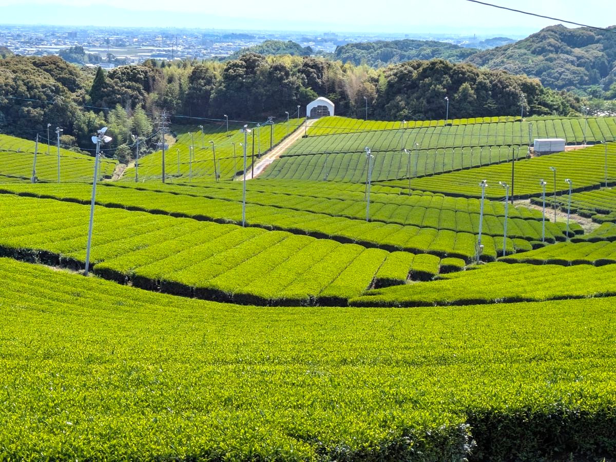 お茶の郷・八女福島の旧商家に泊まって町歩き! 日本茶の魅力を知る旅