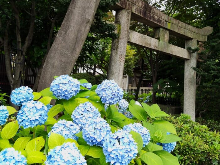 白山神社―都内にひっそり鎮座するご縁をつなぐ女神のパワースポット