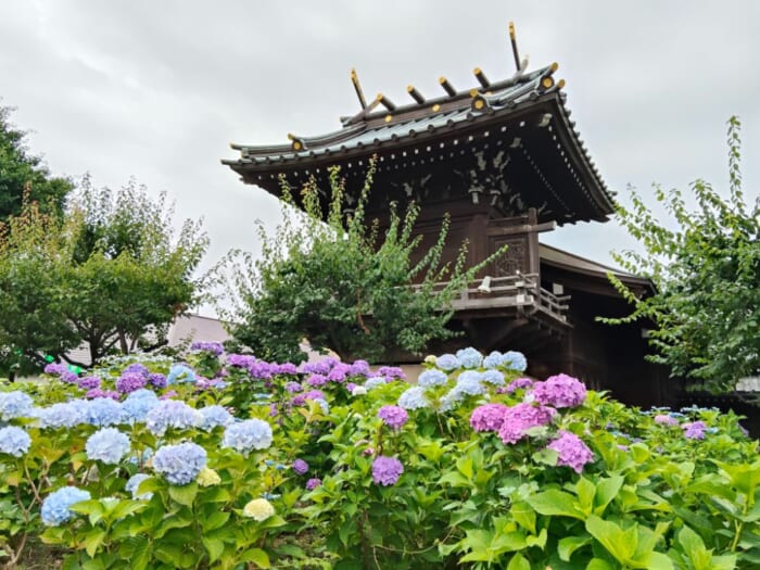 白山神社―都内にひっそり鎮座するご縁をつなぐ女神のパワースポット